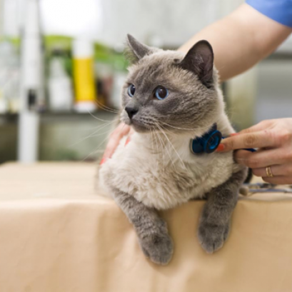 ผ่าตัดทำหมัน (OVH/Castration Package)